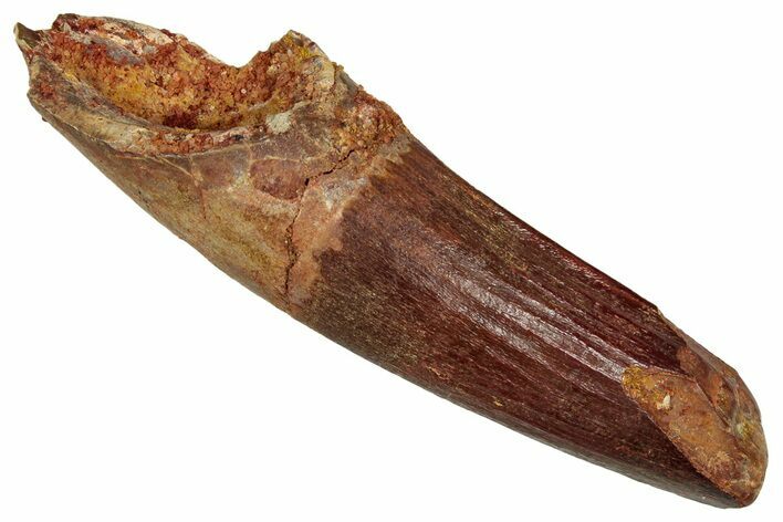 Fossil Spinosaurus Tooth - Feeding Worn Tip #353069